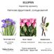 Парфумована вода BIBLIOTHEQUE DE PARFUM - Ellipsis